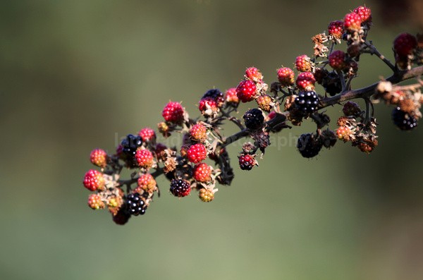 Blackberry bush FR _001 - Wild Flowers,  plants & Fungus photography, Great Britain