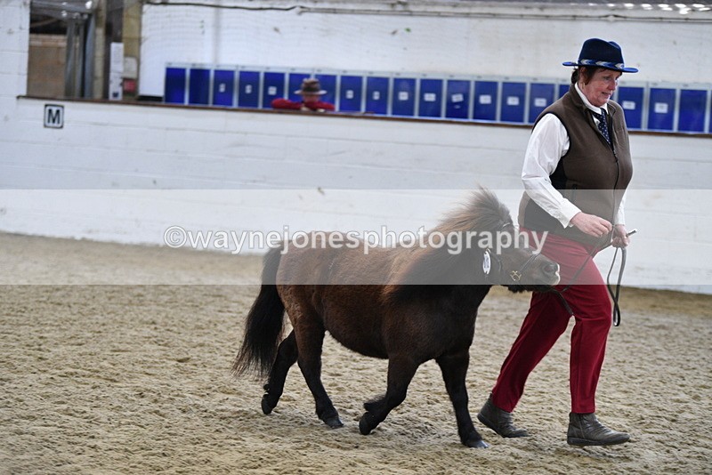 WJ5_5479 - Class 4 In hand M&M - small breeds