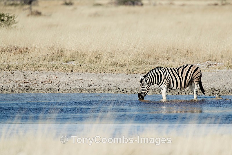 Burchills Zebra - Etosha National Park ~ Mammals