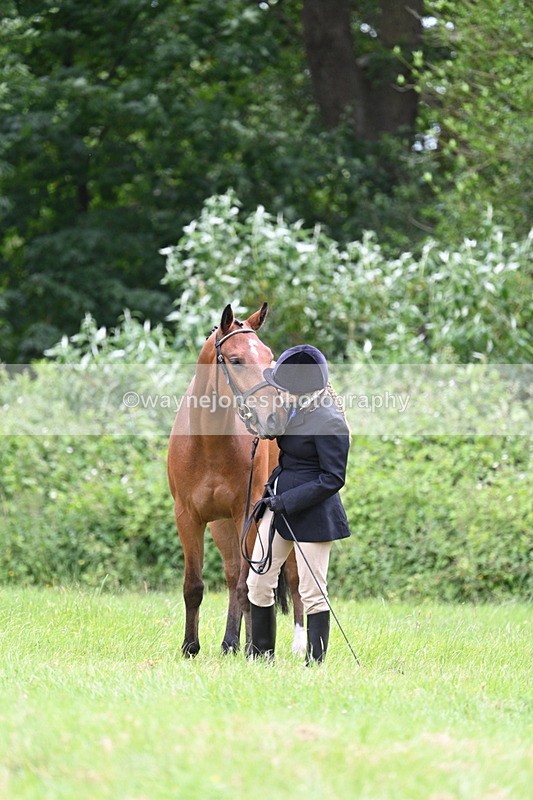 WJ7_3865 - Class 14A Handsome Gelding