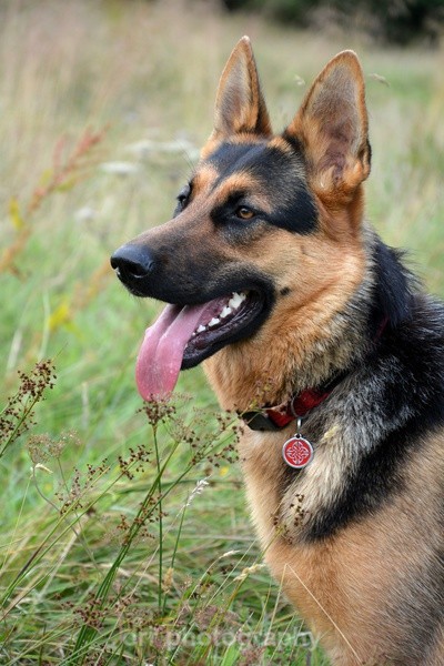 Tess - Dogs