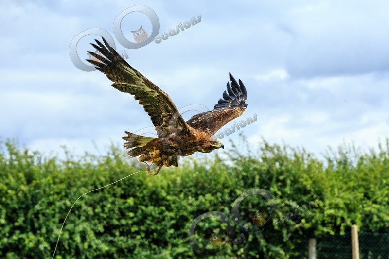golden eagle Aquila chrysaetos-1064 - BoP from around the world