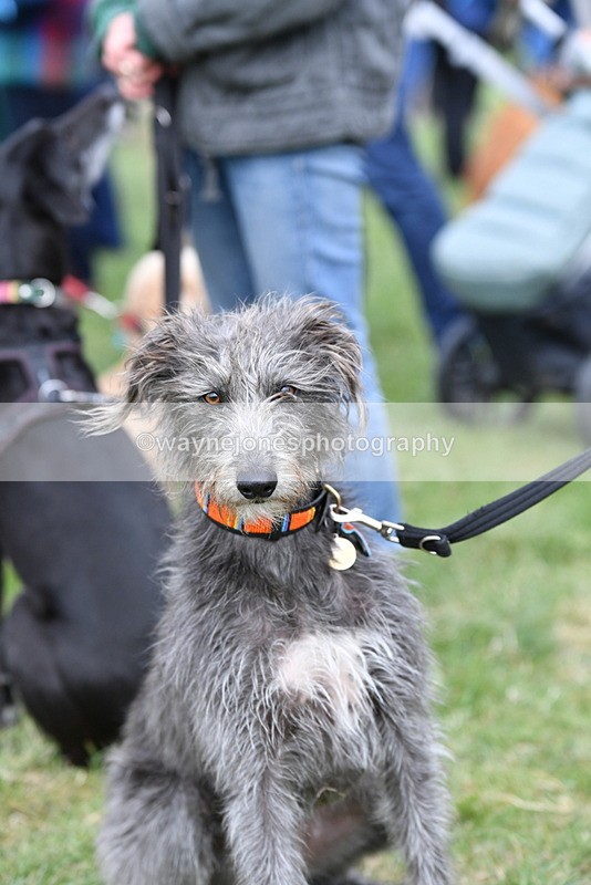 WJ5_9234 - Class 1 Best Cross Breed / Heniz 57