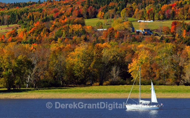 Along the St. John - Wickham New Brunswick Autumn Foliage - Autumn Foliage
