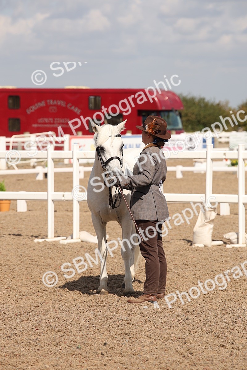 SBM_03402 - Class 18 Handsomest Gelding (IH or Ridden)