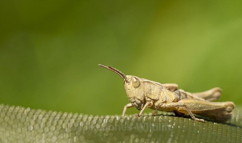 GRASSHOPPER - MACRO IMAGES