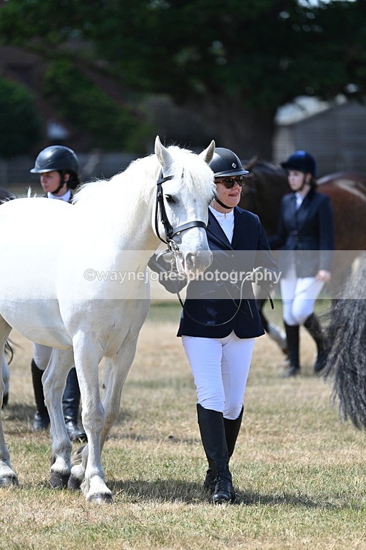 WJ7_2294 - Class 5a Most Handsome Gelding in hand (above 14.2hh)