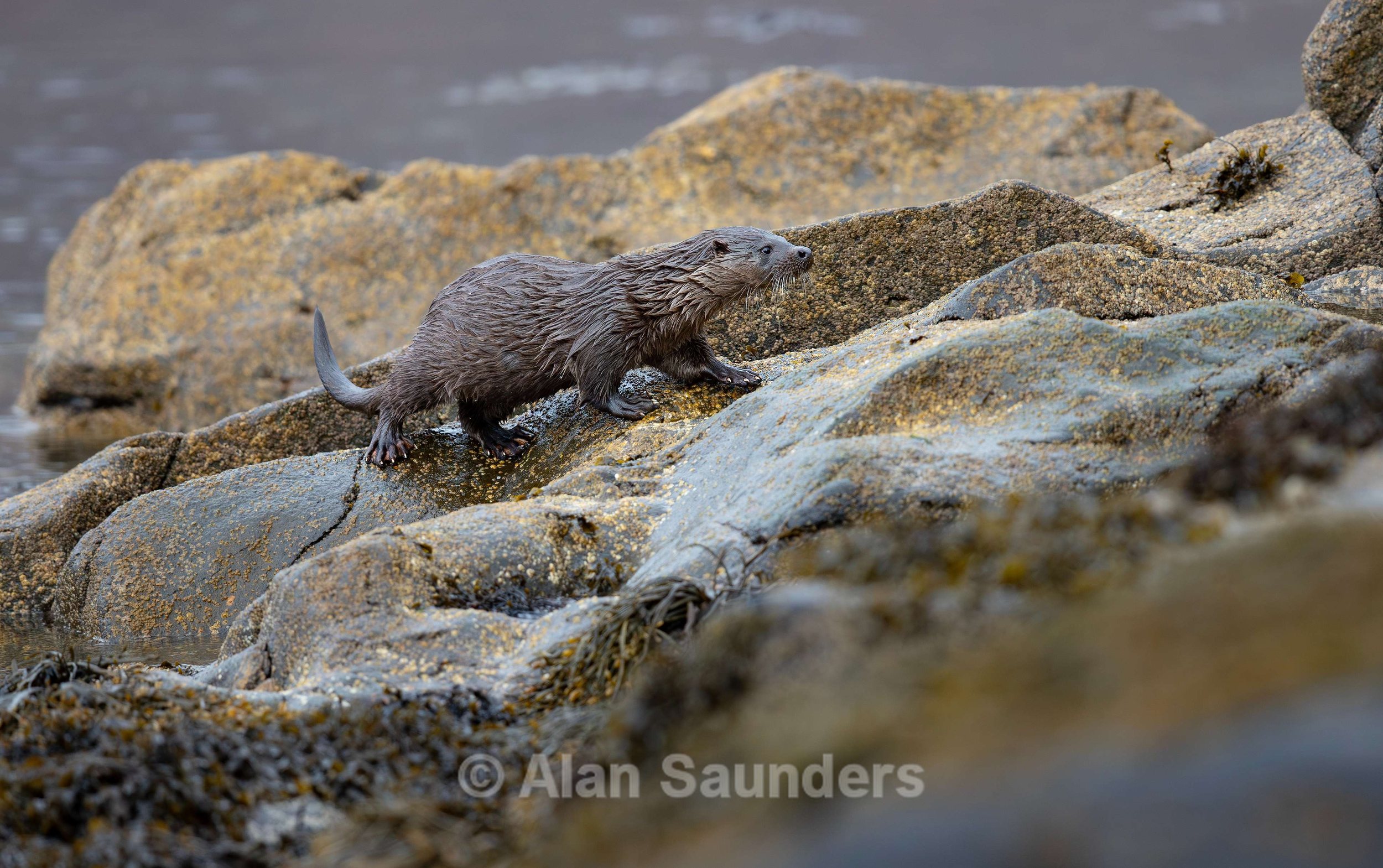Eurasian Otter 10
