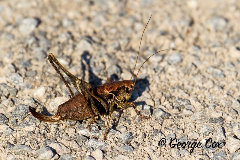 Dark Bush Cricket - Pholidoptera griseoaptera