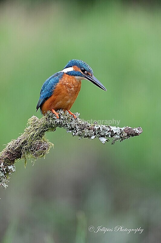  - Wildlife and Nature