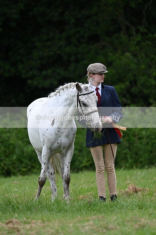 WJ7_4521 - Class 14B Prettiest Mare