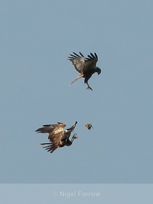 Food pass between Marsh Harriers, Otmoor RSPB - Marsh Harrier