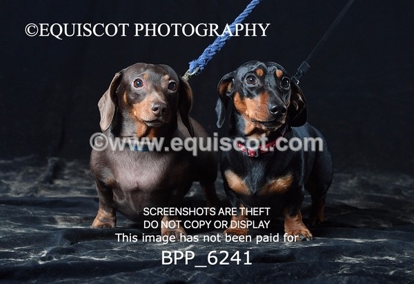 BPP_6241 - LESLEY GRANGER DOGS