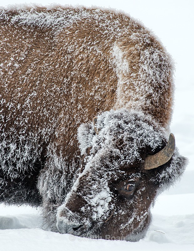 Bison-1 - Yellowstone