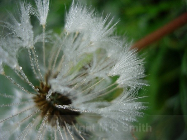 October Frost - MACRO & CLOSE UPS 2