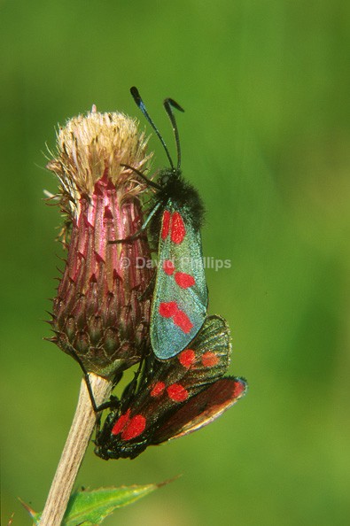 Six-spotted Burnet Moth - Insects