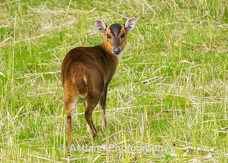 Astland Photography, Bird and Wildlife Images, Susan and Peter Wilson, U.K.