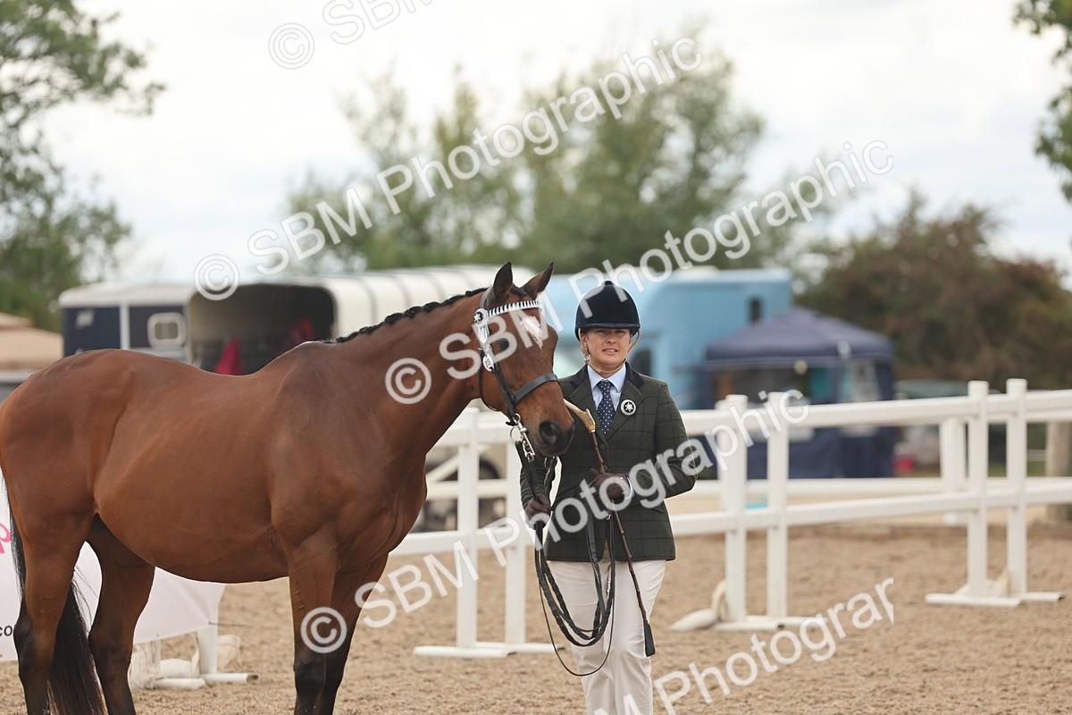 SBM_17136 - Class 313 - IH Retired Racehorse