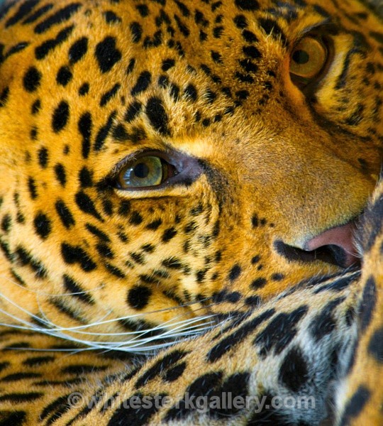 Leopard - Wildlife and Animals