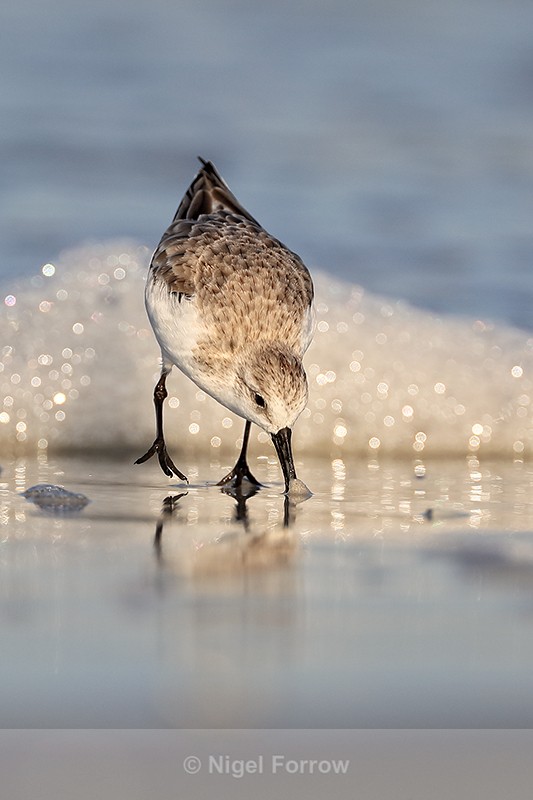 Sanderling probing sand for food, Fort De Soto, Florida - Sanderling