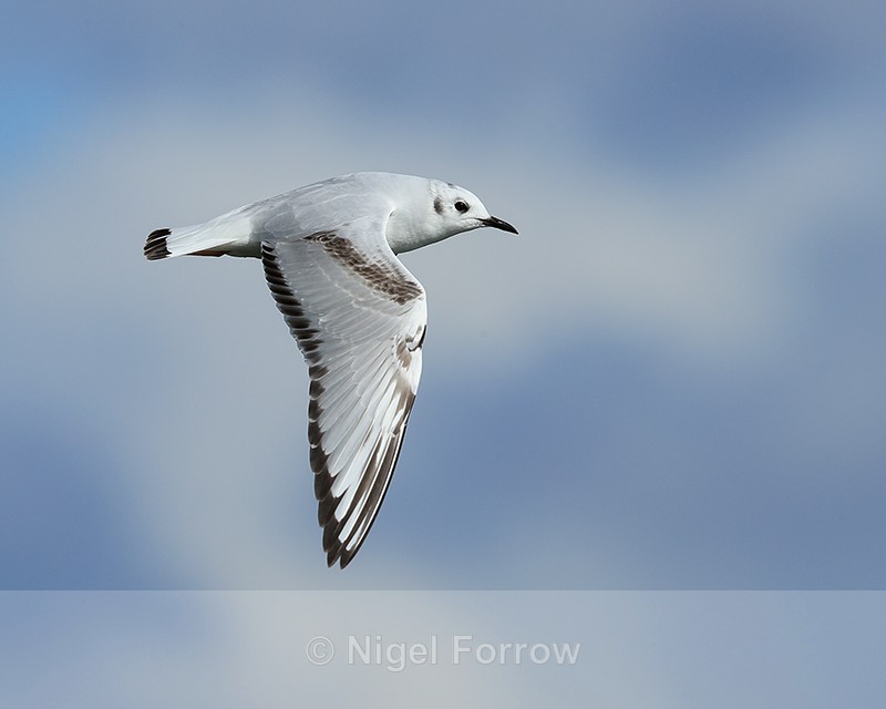 Bonaparte's Gull flying, wings down, Farmoor Reservoir - Bonaparte's Gull