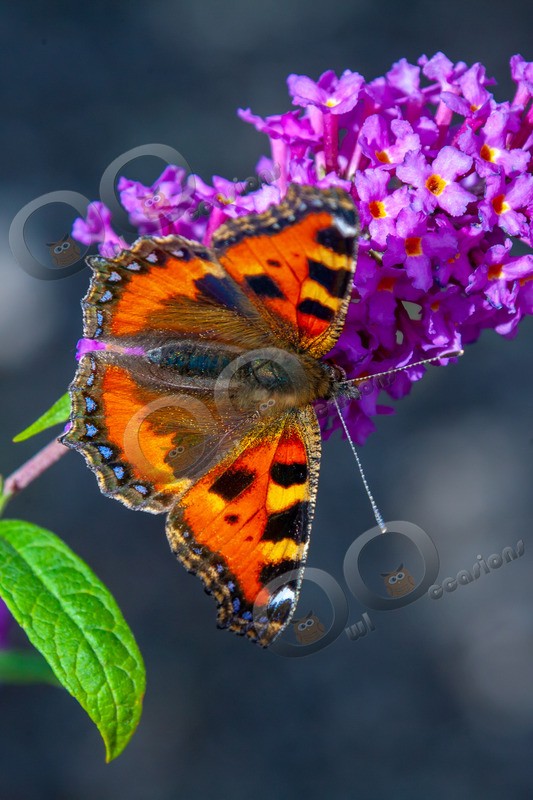 tortoiseshell butterfly Aglais urticae-7031 - Insects from around the world