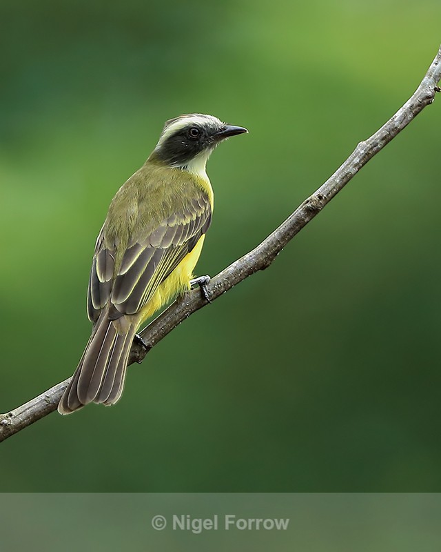 Social Flycatcher, Gamboa, Panama - Social Flycatcher
