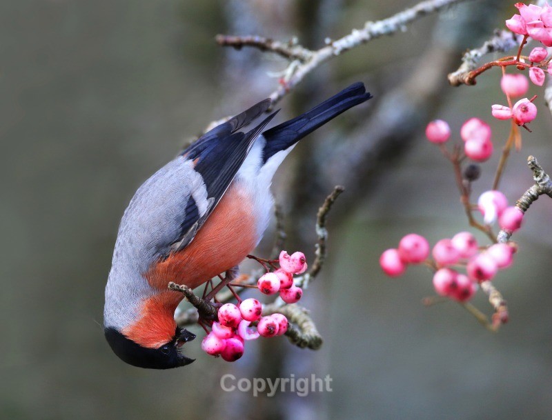 Male Bullfinch eating berries - Birds