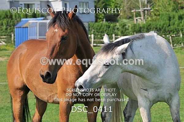 DSC_0411 - ARCHIVE REQUEST - Quincy and Guinness