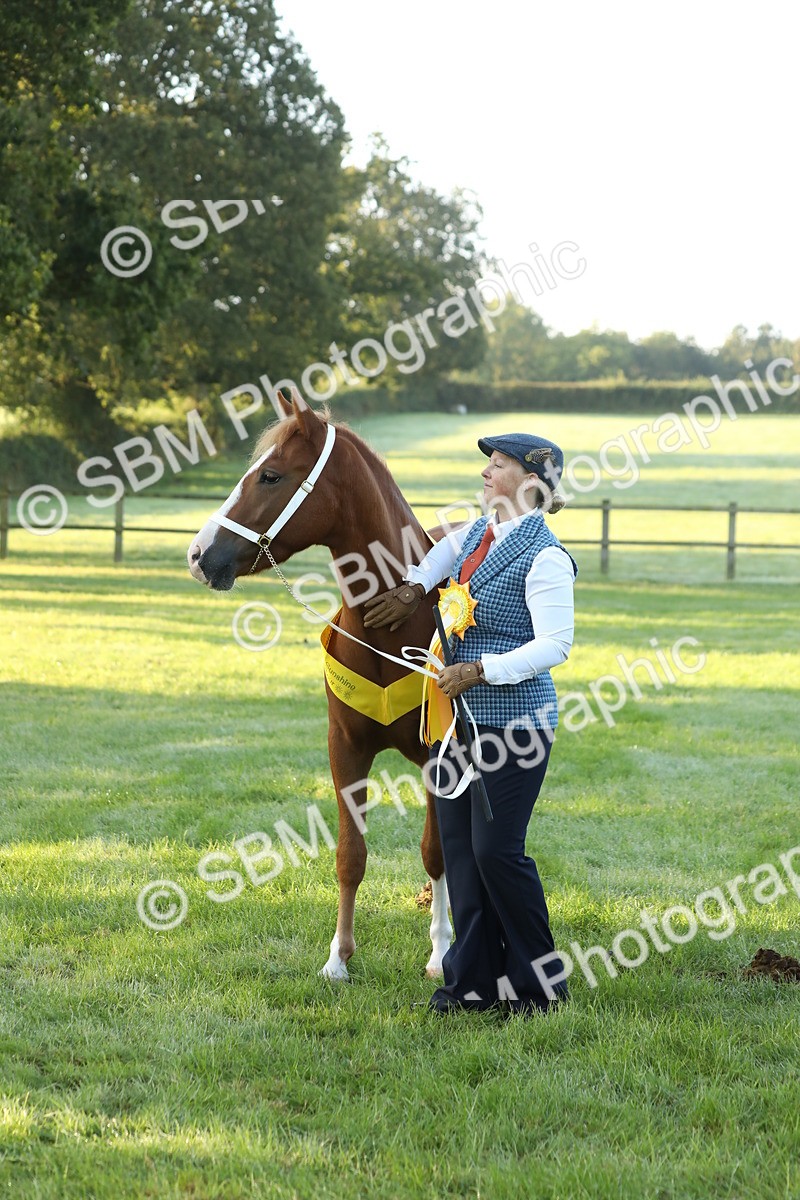 SBM_57861 - S42 - Youngstock