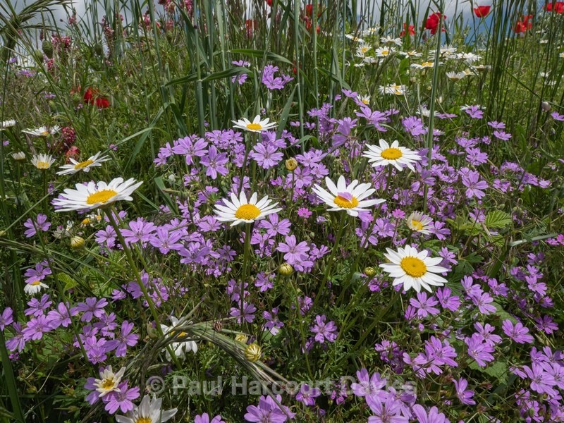 Pyrenian  cranesbill (Geranium pyrenaicum) with Ox-eye Daisy (Leucanthemum vulgare) - Flowers in the Landscape - 2