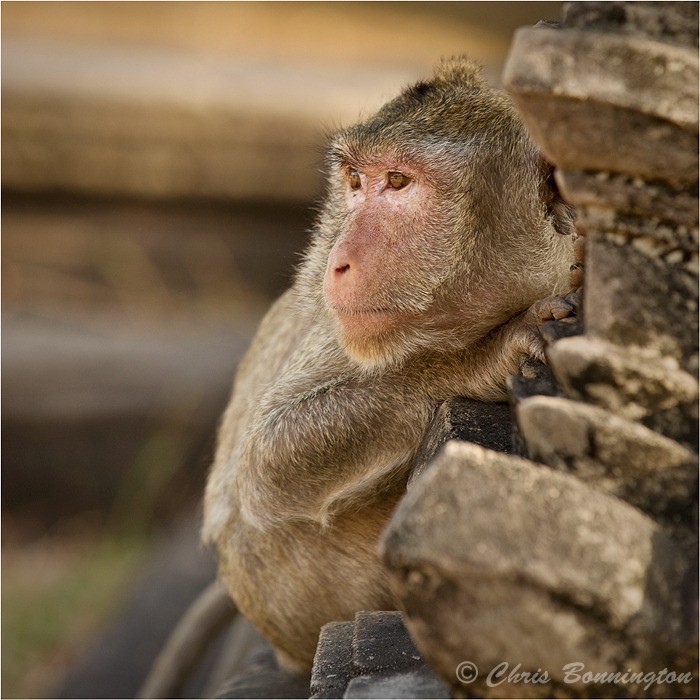 Angkor Wat Ape - Other nature