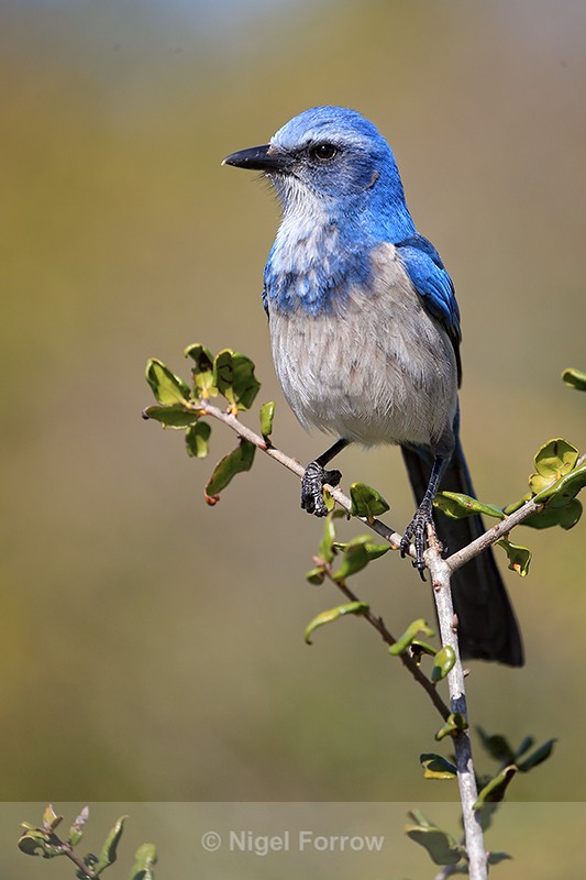 Florida Scrub-Jay at Shamrock Park, Venice, Florida - Florida Scrub-Jay