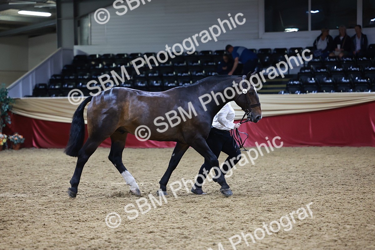 SBM_20472 - Class G - IH Large (over 148cm)Champ