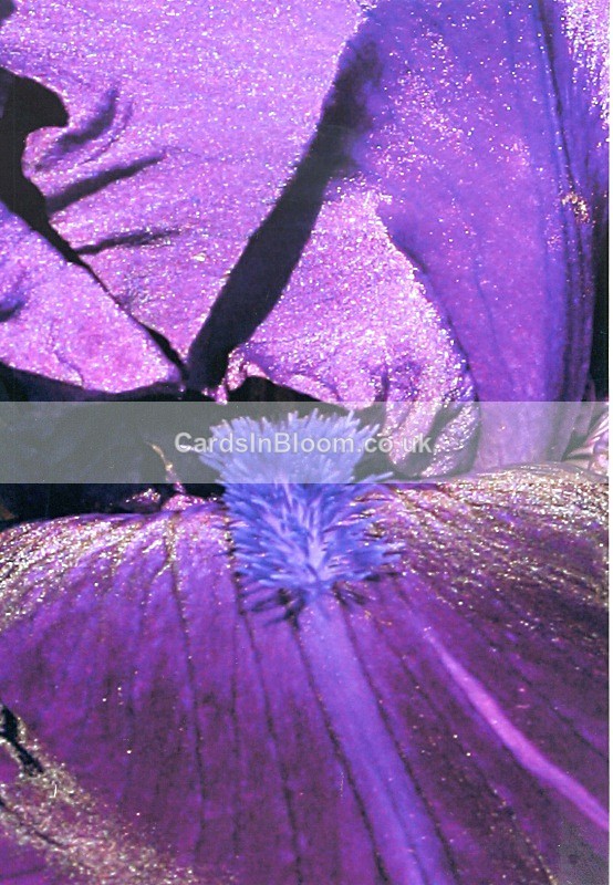Iris 1034 - IRISES