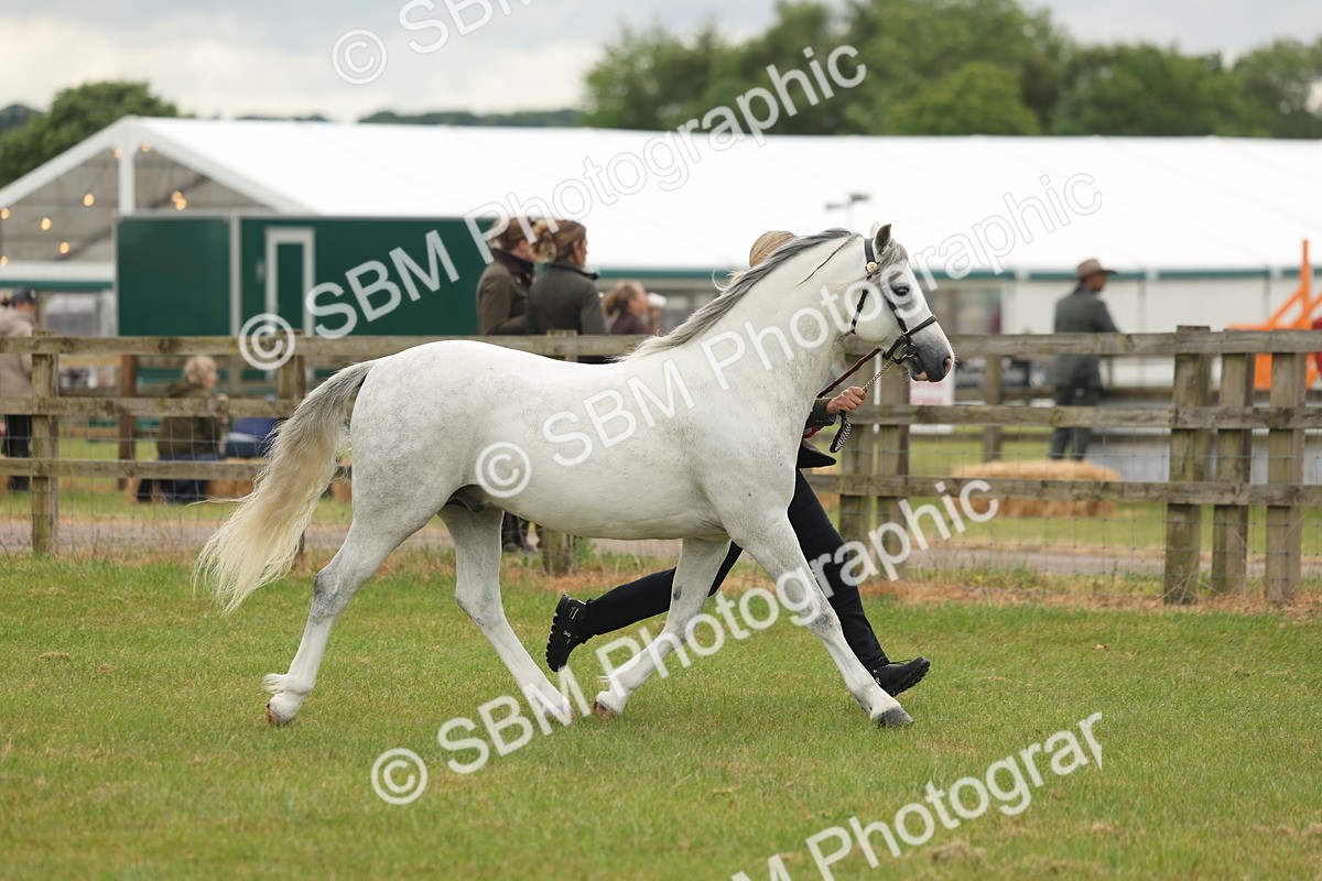 SBM_02281 - Class 50-57 - M&M Welsh Pony In Hand