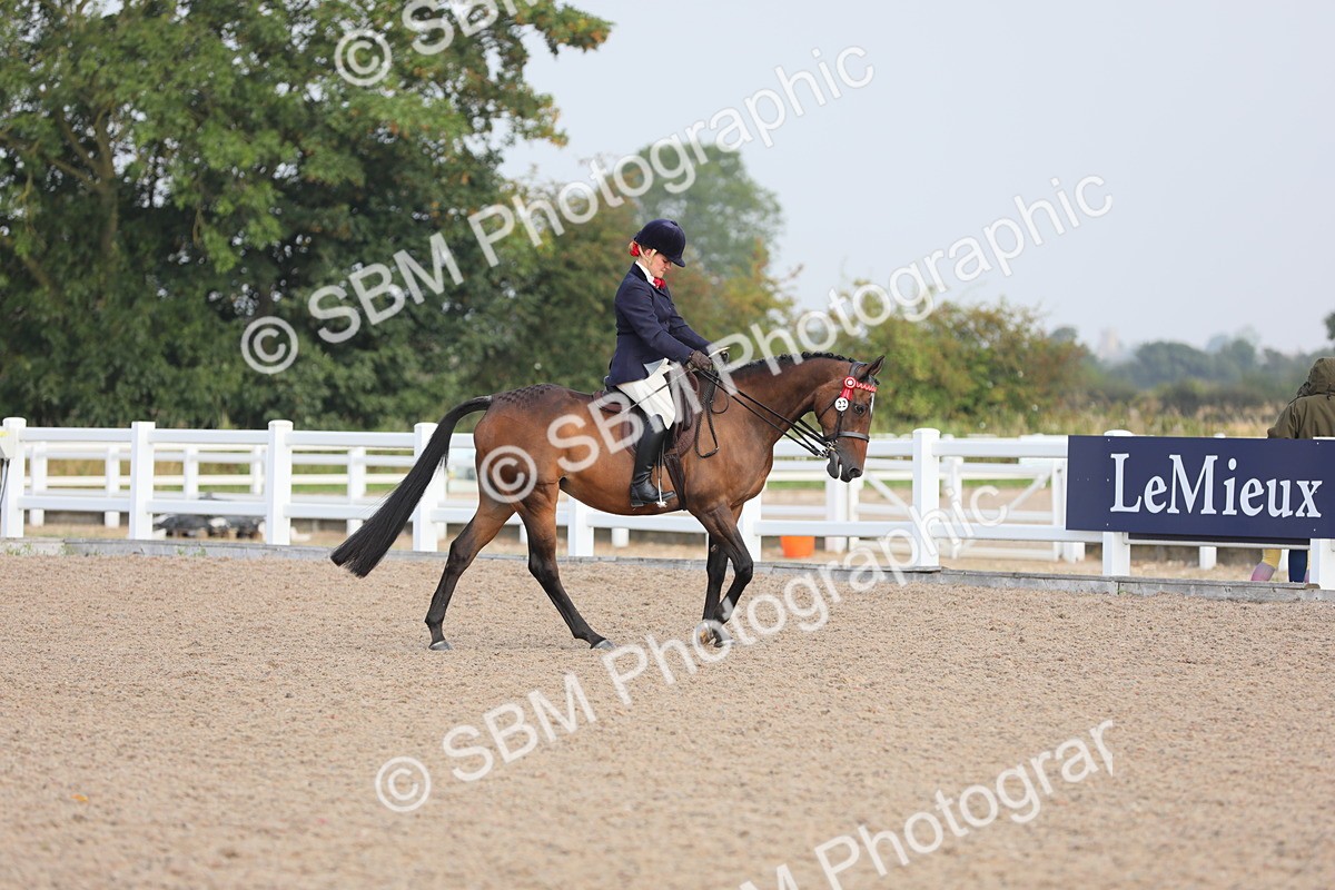 SBM_10654 - Class 303 Ridden Pure Bred Horse/Pony (excl M&M)