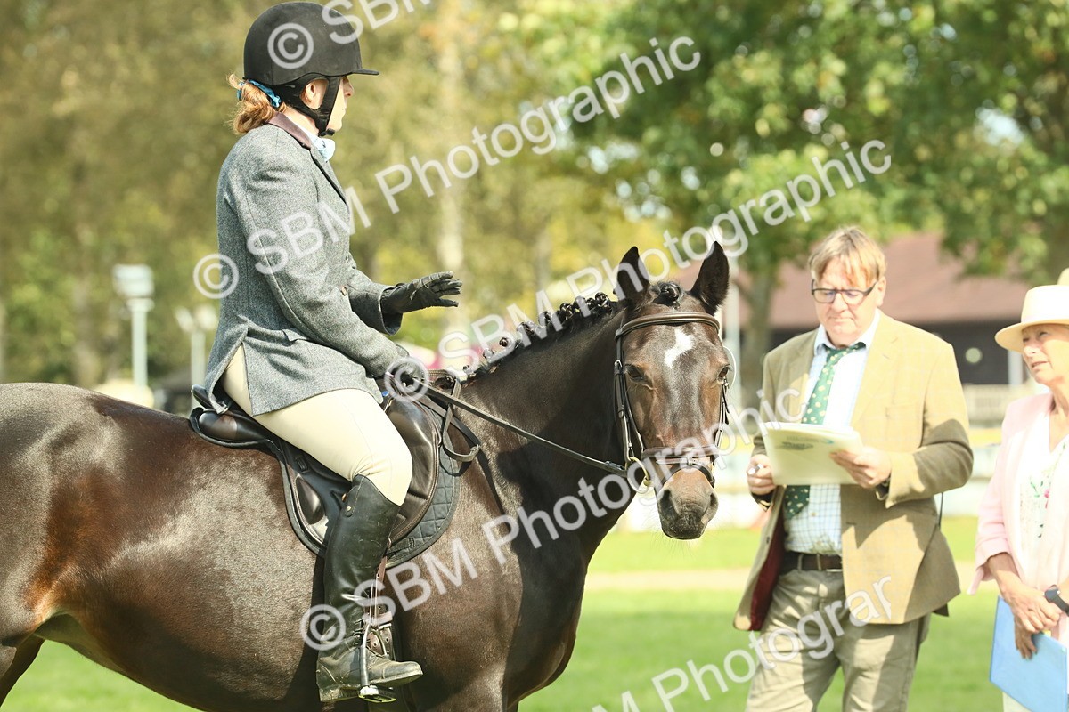 SBM_66641 - S34 - Rehabilitated Rescue Horse & Pony In Hand & Ridden