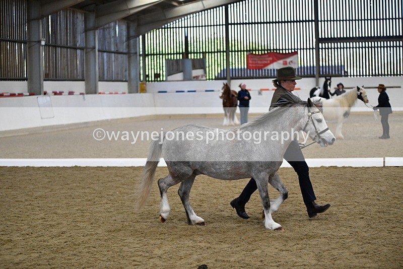 WJ5_5426 - Class 4 In hand M&M - small breeds