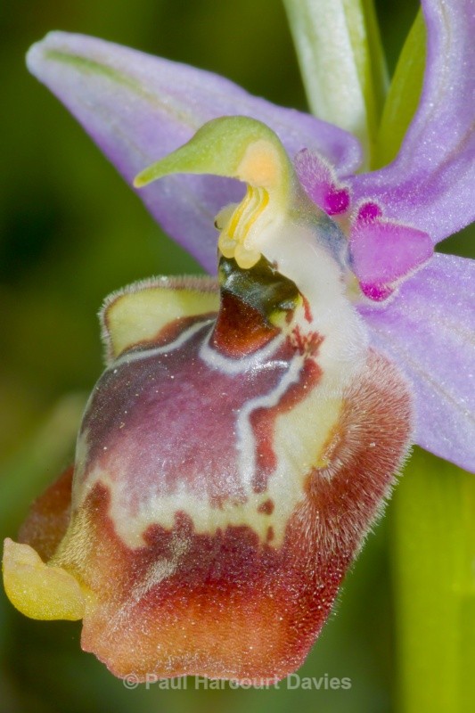 Calliantha's Orchid (Ophrys calliantha) - Orchids - Ophrys