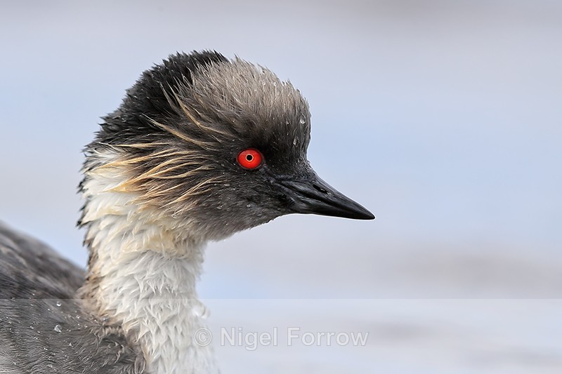 Silvery Grebe, close view, Sea Lion Island, The Falkland Islands - Silvery Grebe