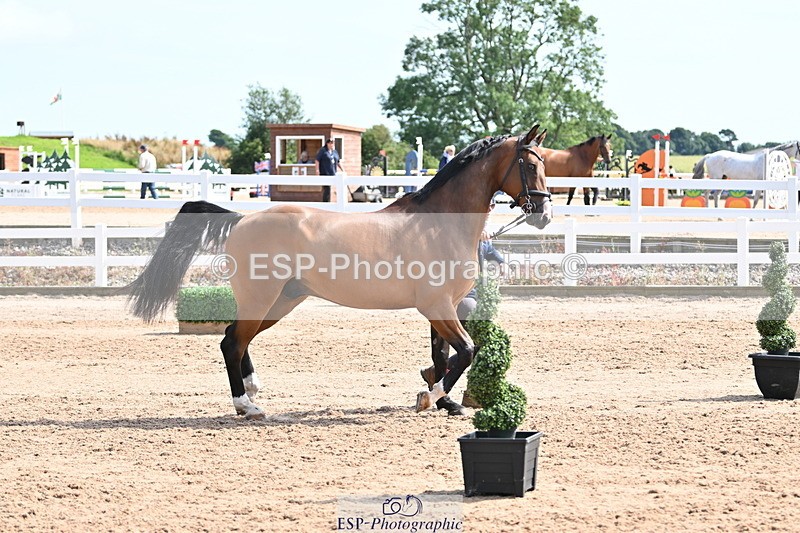 240717A-155743-03217 - Trot Up 3pm to 4pm