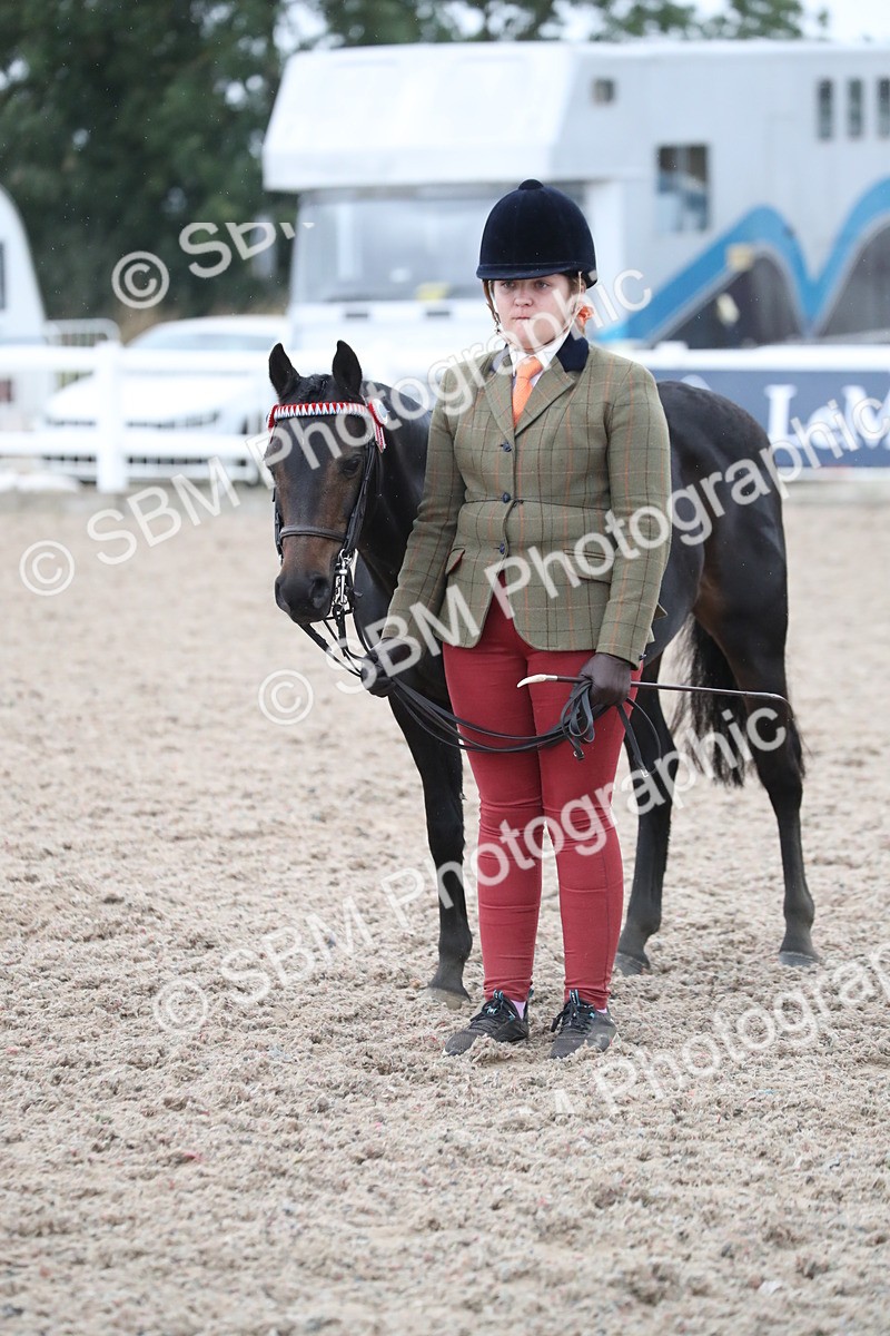 SBM_18387 - Class 318 IH Part bred Horse/Pony