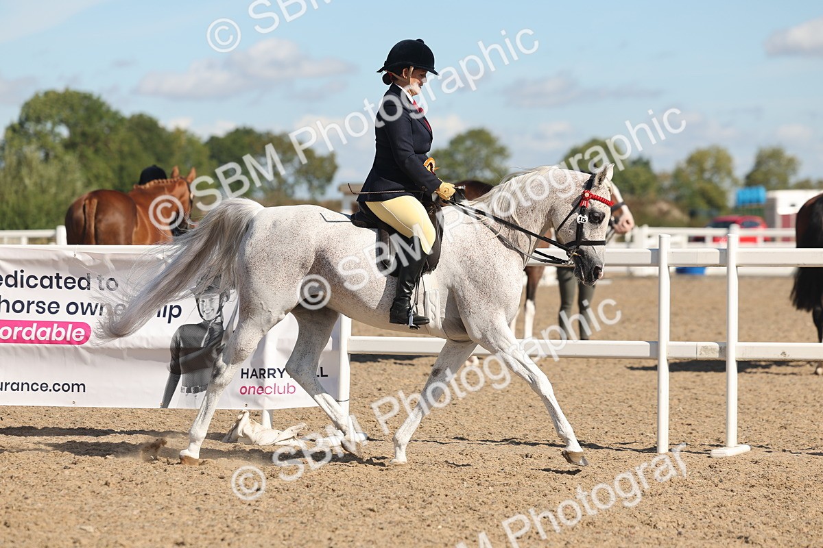 SBM_13150 - Class 305 - Ridden Foreign Breed Pure Bred
