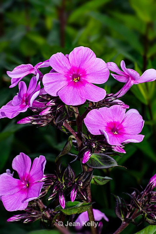 Purple Garden Phlox - DSC_7556 - Purple