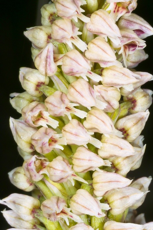  - Orchids - Various