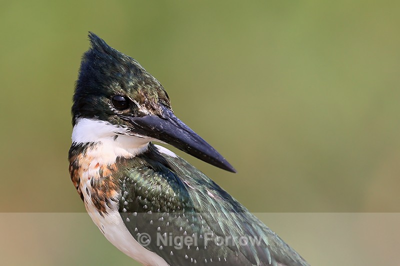 Green Kingfisher head close view, Pantanal, Brazil - Green Kingfisher