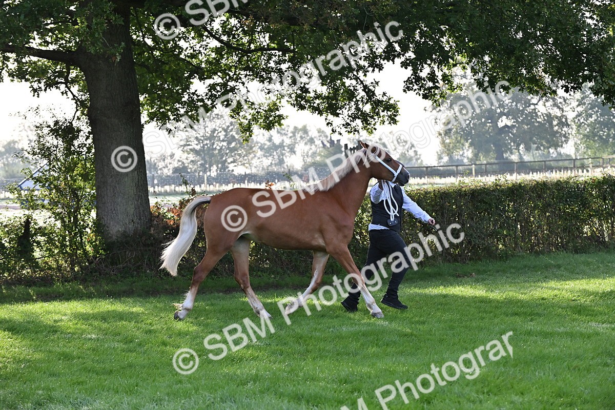 SBM_55295 - S44 - Youngstock In Hand