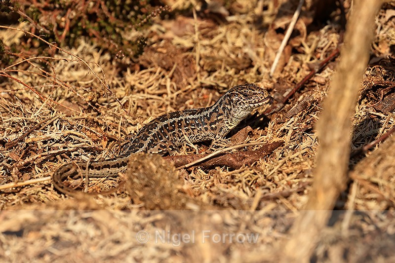Sand Lizard (female), Shipstall Hill, Arne RSPB, Dorset - REPTILES & AMPHIBIANS