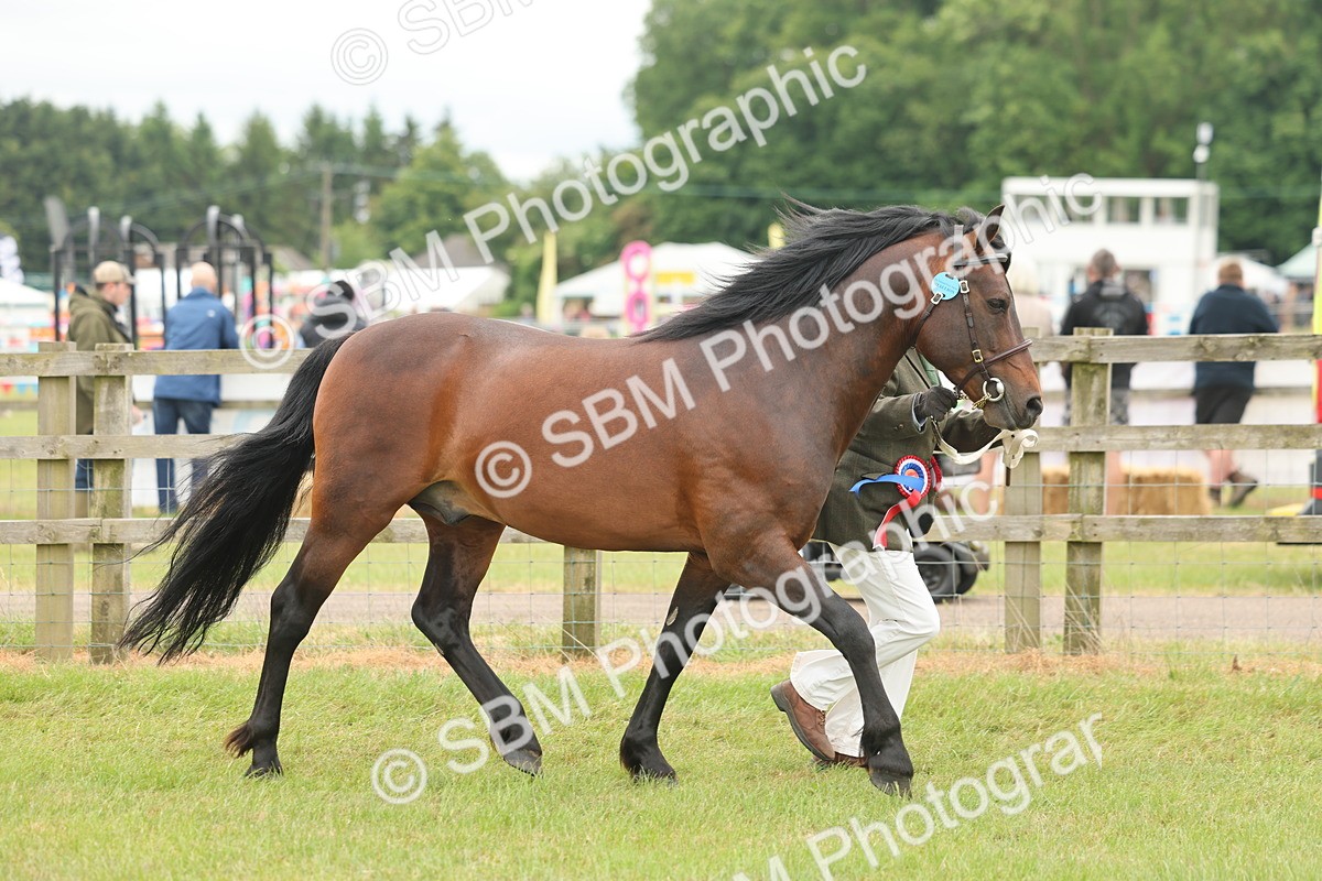 SBM_05067 - Class 50-57 - M&M Welsh Pony In Hand